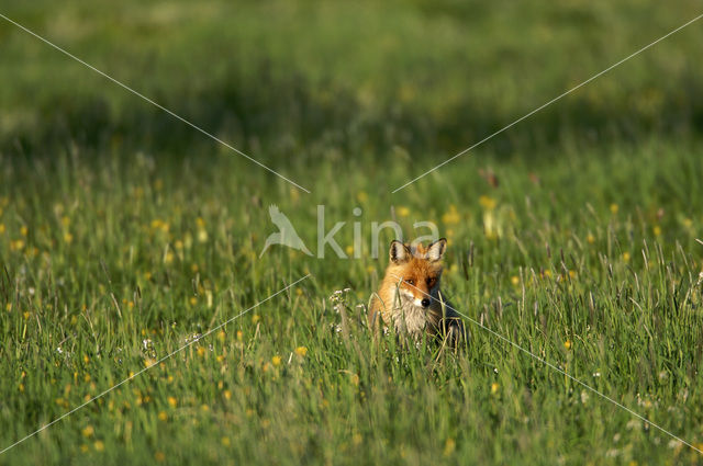 Vos (Vulpes vulpes)