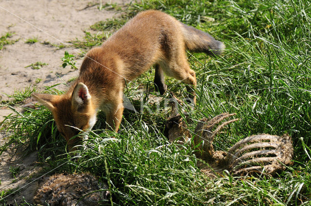 Vos (Vulpes vulpes)