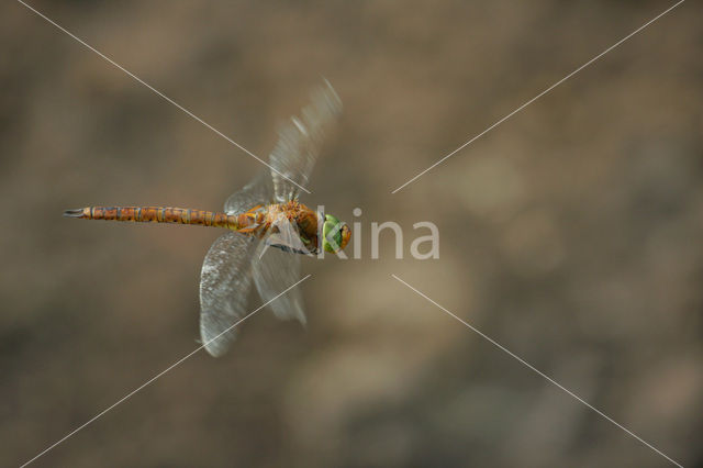 Northern Hawker (Aeshna isosceles)