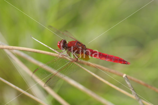 Scarlet Dragonfly (Crocothemis erythraea)