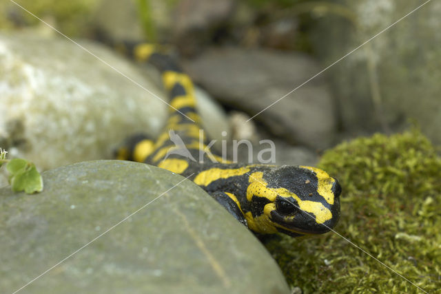Fire Salamander (Salamandra salamandra)