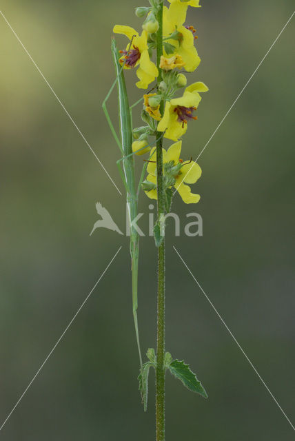 Spiny Flying Stick (Leptynia hispanica)