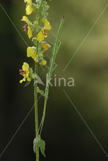 Wandelende tak (Leptynia hispanica)