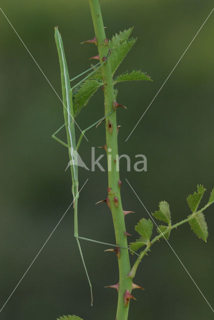 Wandelende tak (Leptynia hispanica)