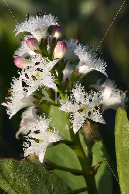 common buckbean (Menyanthes trifoliata)