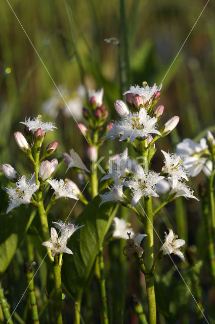 common buckbean (Menyanthes trifoliata)