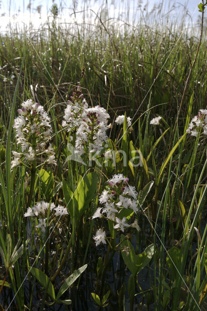 common buckbean (Menyanthes trifoliata)