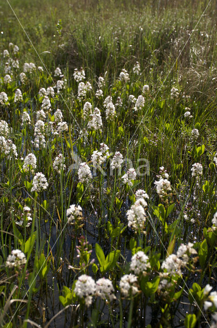 common buckbean (Menyanthes trifoliata)