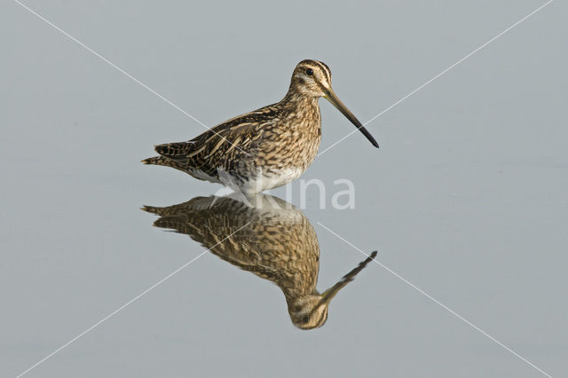 Common Snipe (Gallinago gallinago)