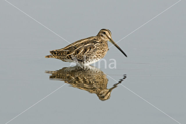 Common Snipe (Gallinago gallinago)