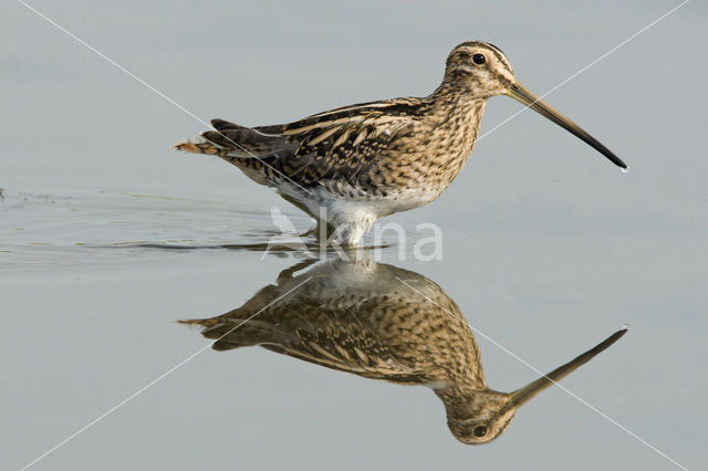 Watersnip (Gallinago gallinago)