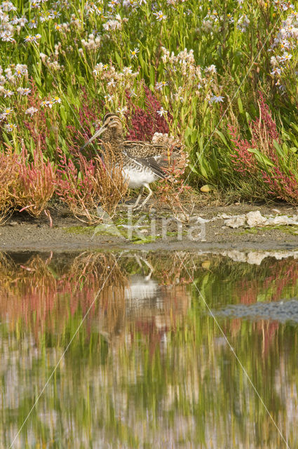 Common Snipe (Gallinago gallinago)