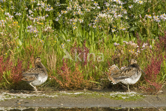 Common Snipe (Gallinago gallinago)