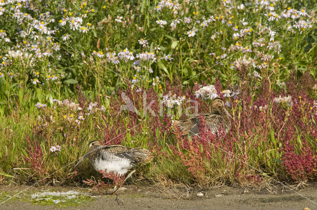 Common Snipe (Gallinago gallinago)