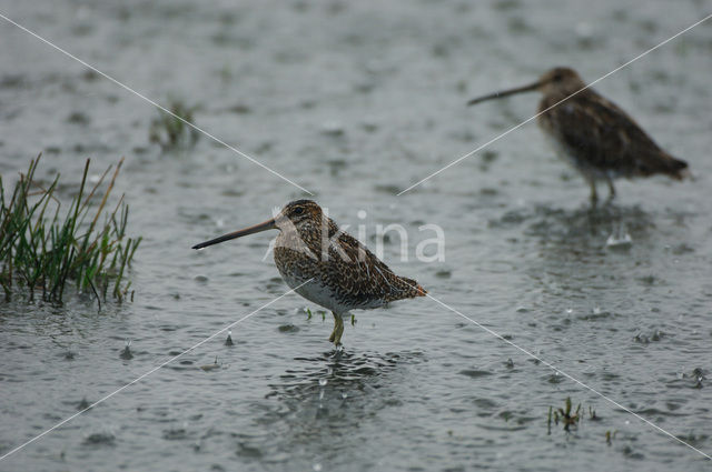 Common Snipe (Gallinago gallinago)