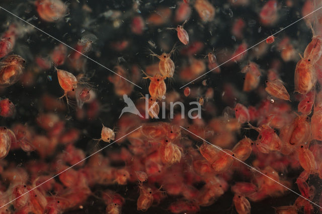 Waterflea (Daphnia pulex)