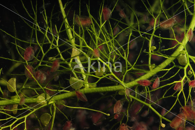 Waterflea (Daphnia pulex)