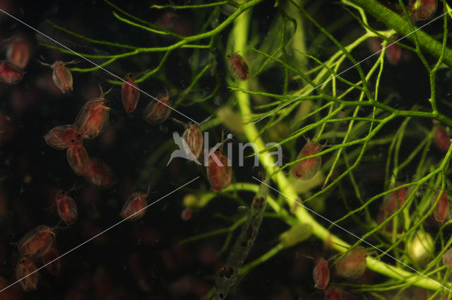 Watervlo (Daphnia pulex)