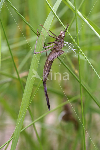 Banded Demoiselle (Calopteryx splendens)