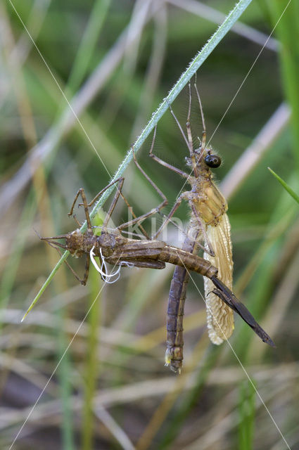 Banded Demoiselle (Calopteryx splendens)