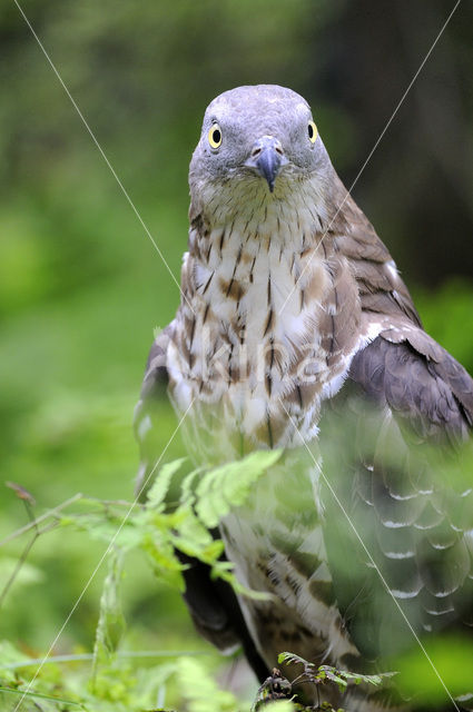 Honey Buzzard (Pernis apivorus)