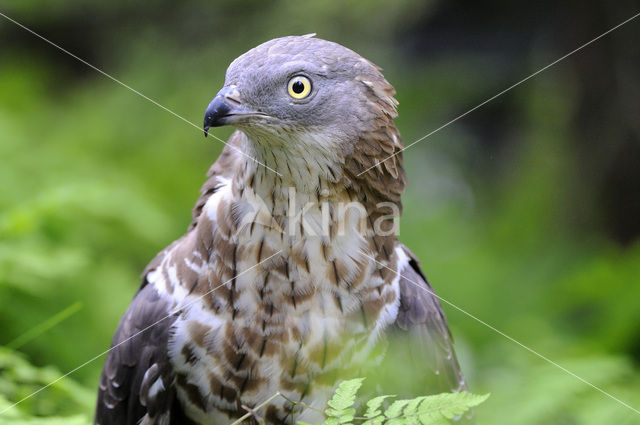 Honey Buzzard (Pernis apivorus)