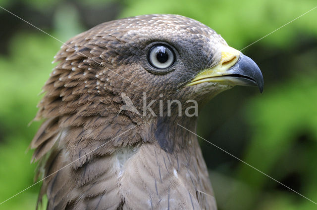 Honey Buzzard (Pernis apivorus)