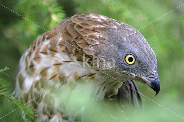 Wespendief (Pernis apivorus)