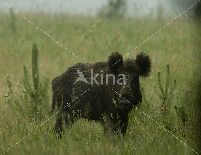 Wild Boar (Sus scrofa)