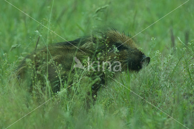 Wild Boar (Sus scrofa)