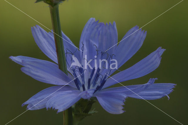 Chicory (Cichorium intybus)