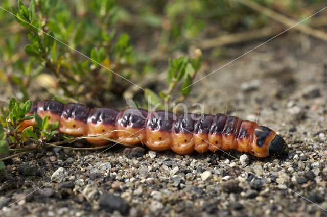Wilgenhoutrups (Cossus cossus)