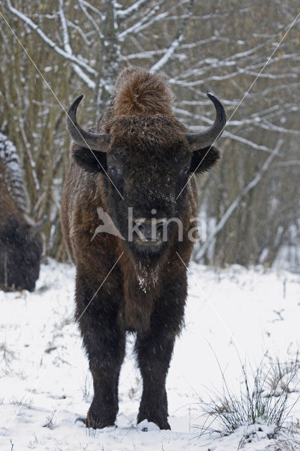 Wisent (Bison bonasus)