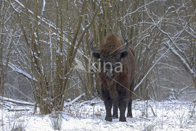 Wisent (Bison bonasus)