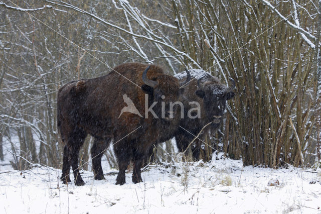 Wisent (Bison bonasus)