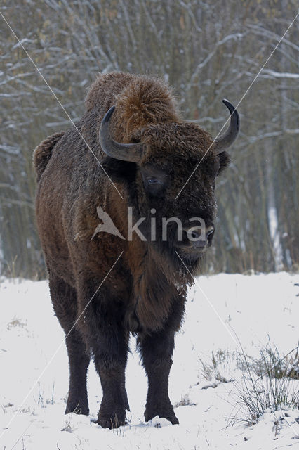 Wisent (Bison bonasus)