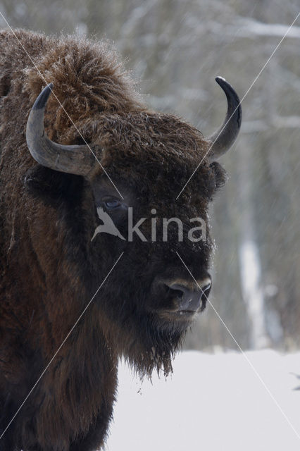 Wisent (Bison bonasus)