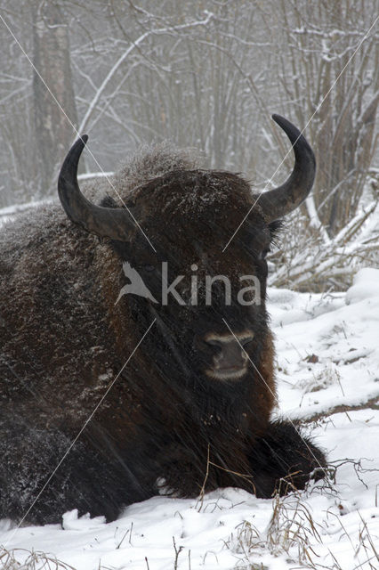 Wisent (Bison bonasus)