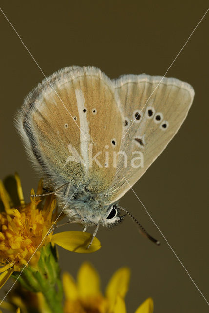 Witstreepblauwtje (Polyommatus damon)