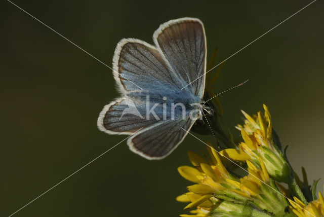 Witstreepblauwtje (Polyommatus damon)