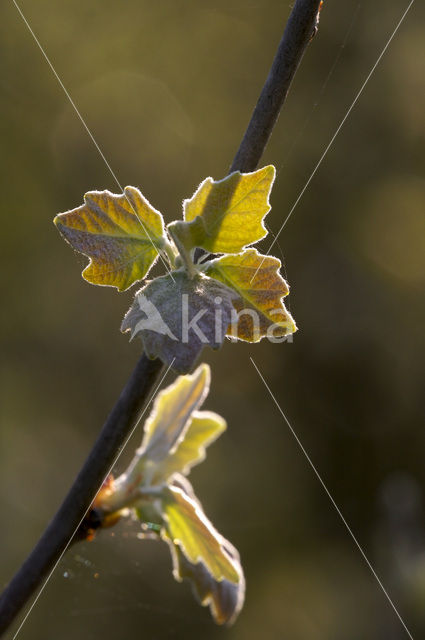 White Poplar (Populus alba)