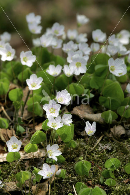 Witte klaverzuring (Oxalis acetosella)