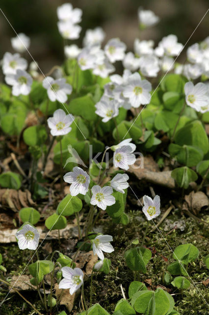 Witte klaverzuring (Oxalis acetosella)