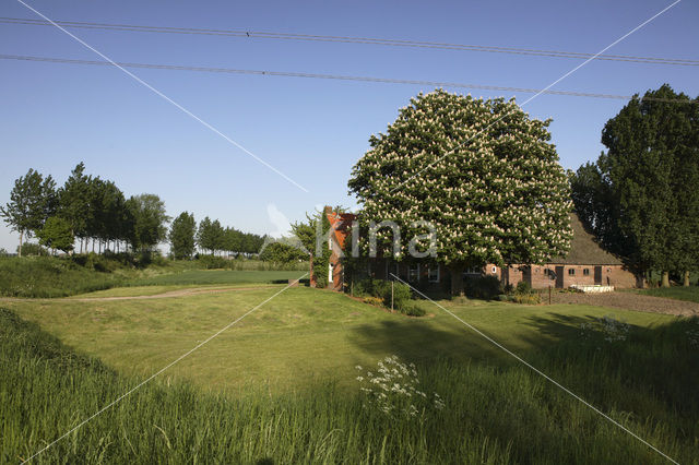 Witte paardenkastanje (Aesculus hippocastanum)