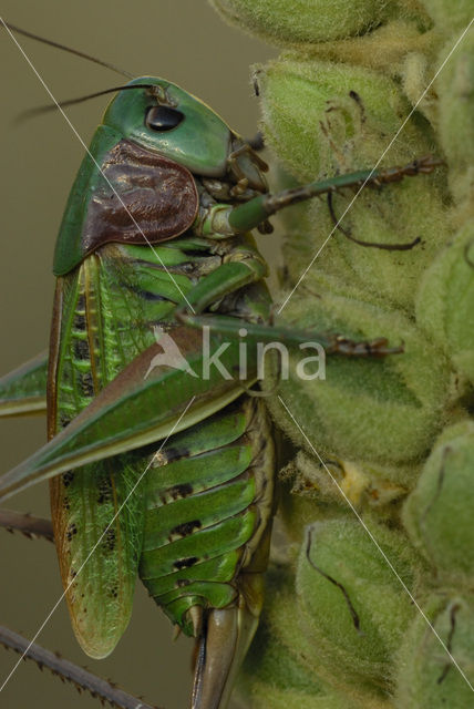 Wrattenbijter (Decticus verrucivorus)