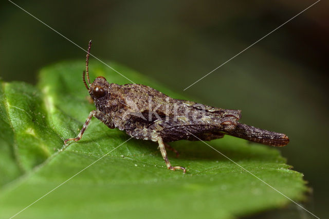 Zanddoorntje (Tetrix ceperoi)