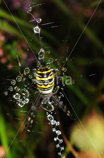 wasp spider (Argiope bruennichi)