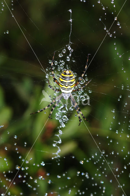 wasp spider (Argiope bruennichi)