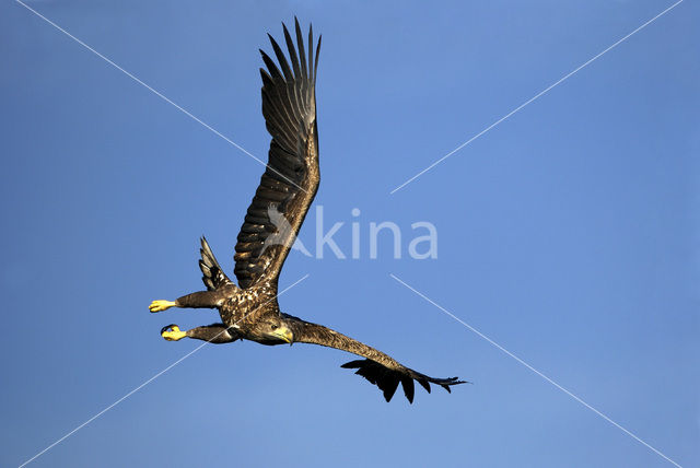 Zeearend (Haliaeetus albicilla)