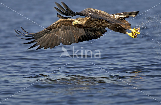 Zeearend (Haliaeetus albicilla)